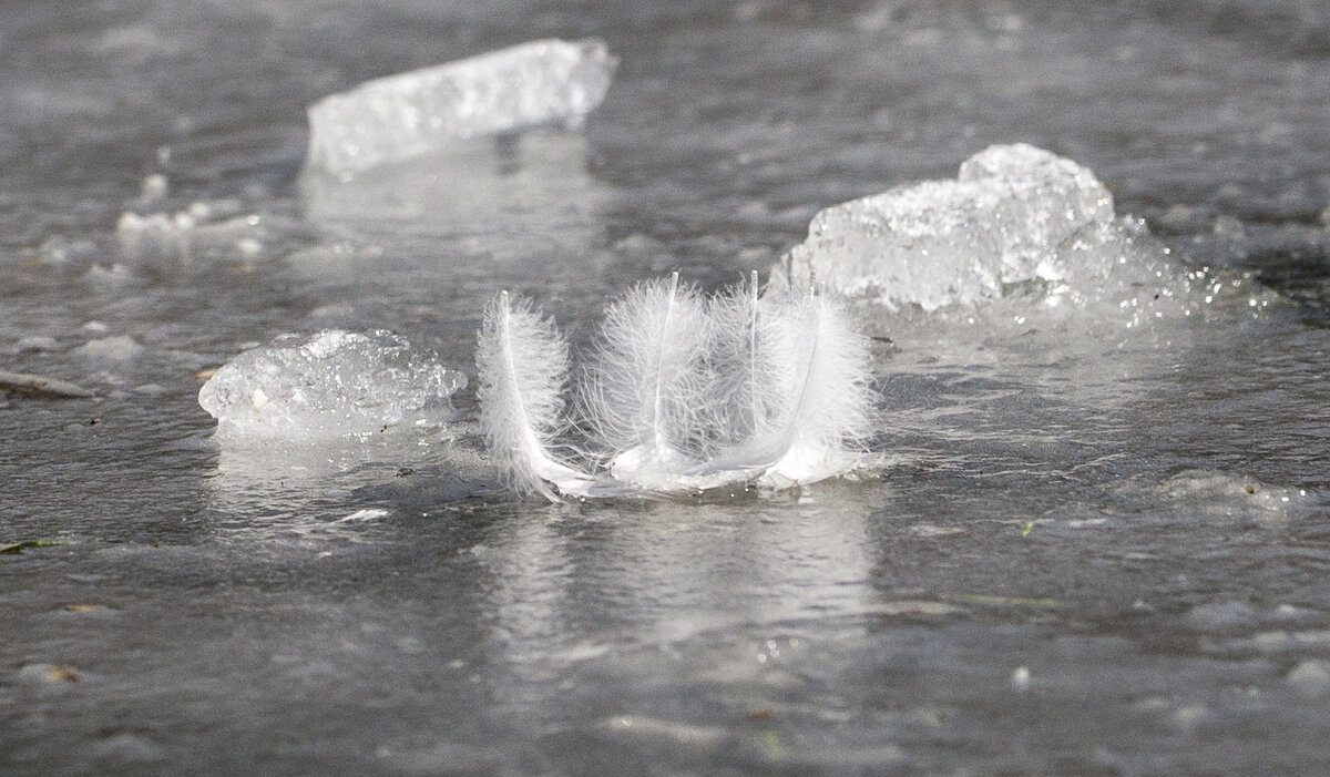 Балет на льду - Светлана Тихонина