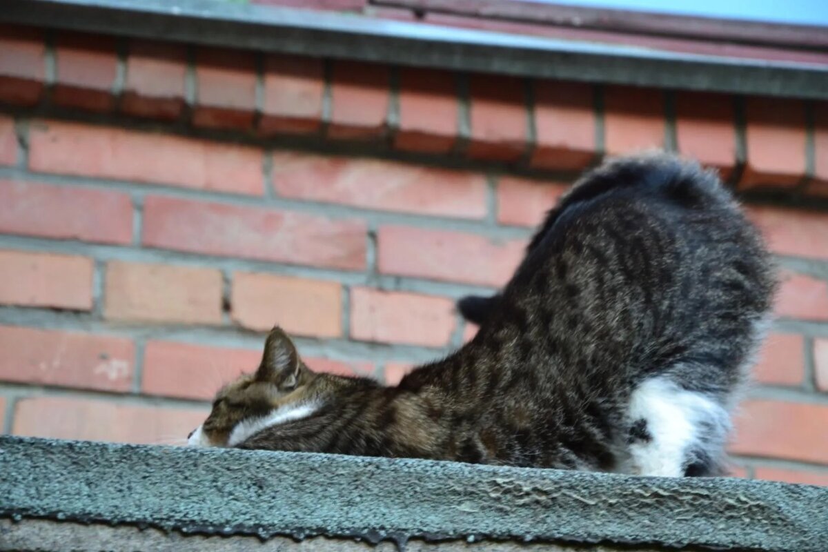 "Потягушечки" - Надежда 