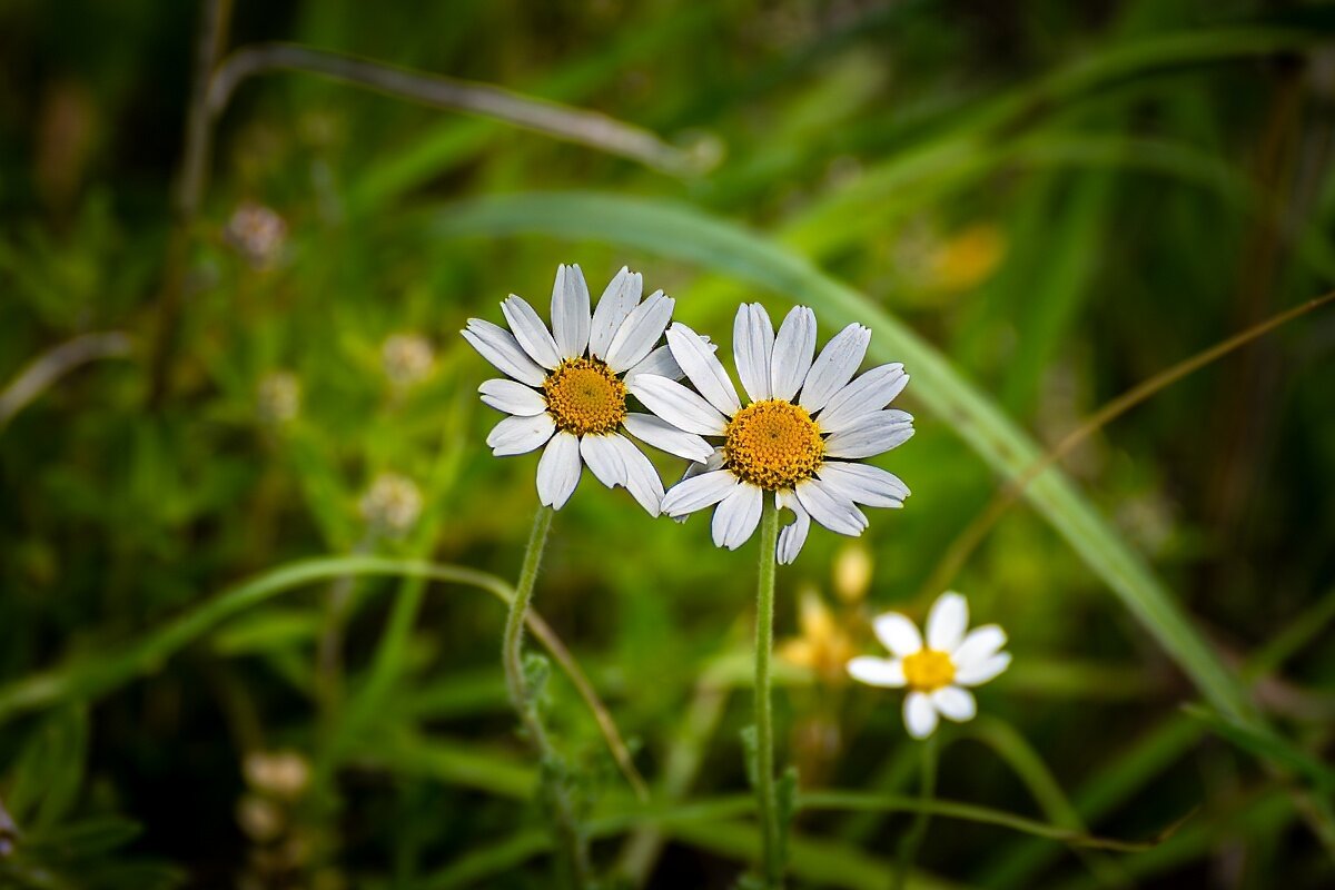 Ромашка Луговая - Игорь Сикорский Ромашка Луговая - Игорь Сикорский