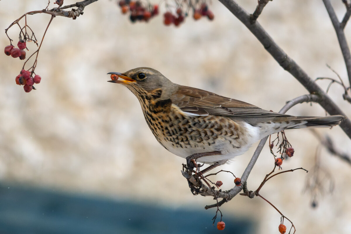 * - Виталий Емельянов