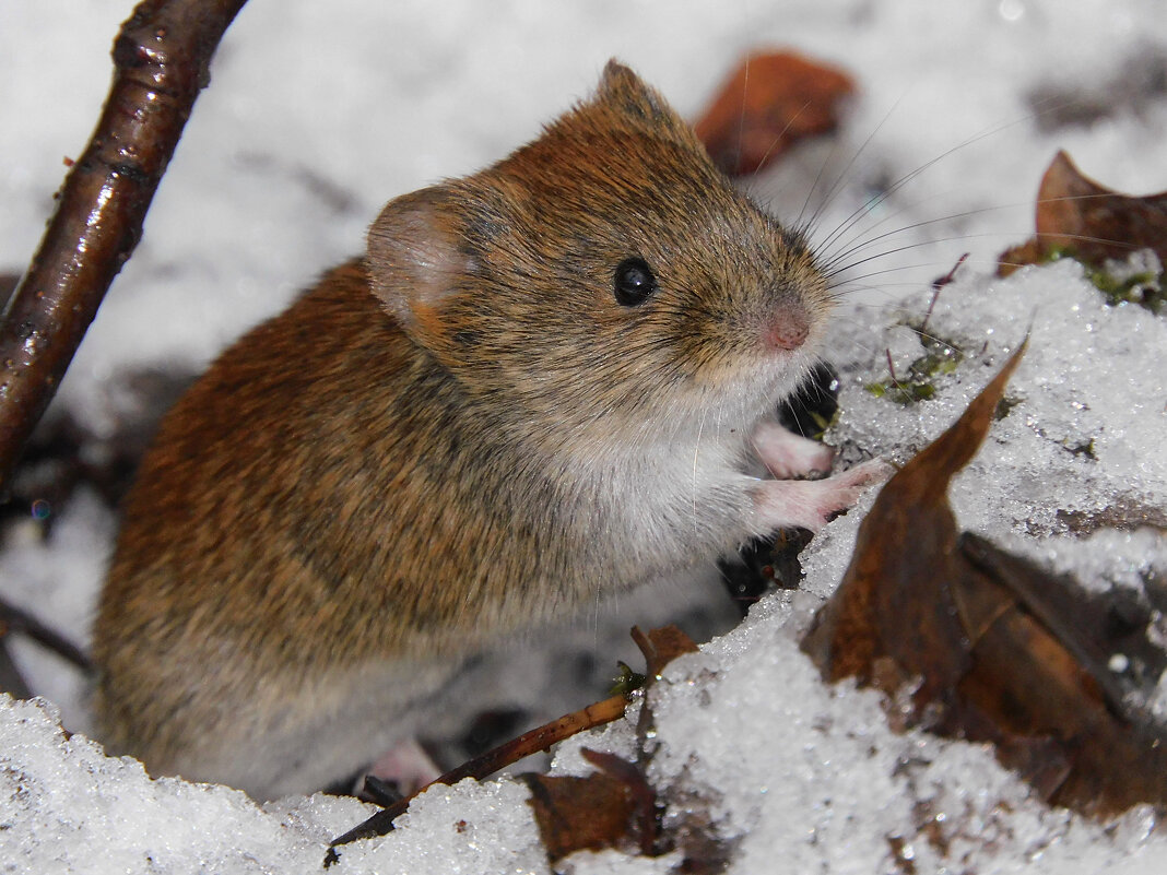 Рыжая полёвка - Лина Рыжая полёвка - Лина