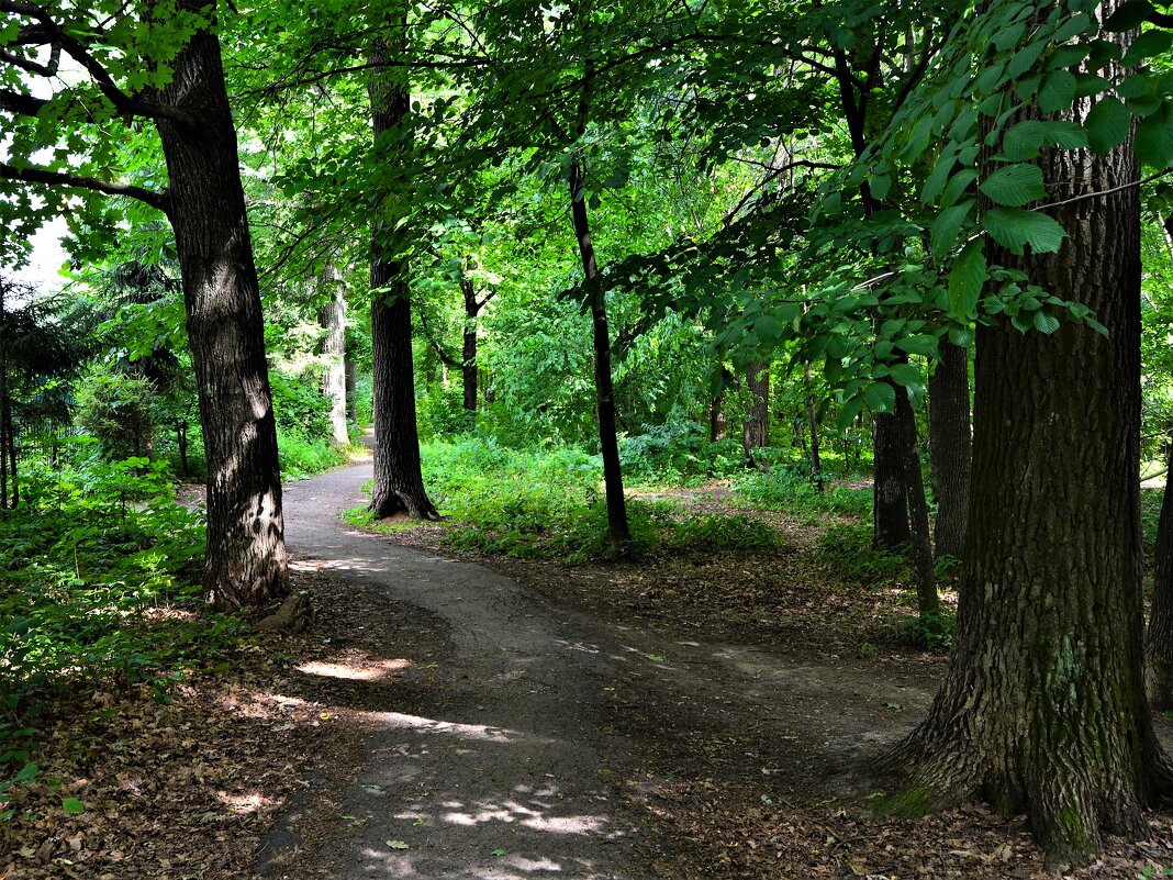 Чебоксары. Извилистая тропинка рощи Гузовского. - Пётр Чернега Чебоксары. Извилистая тропинка рощи Гузовского. - Пётр Чернега
