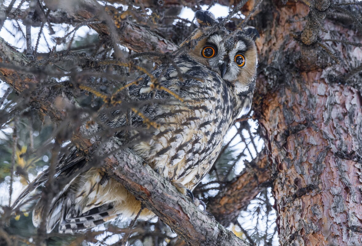 ушастая сова - юрий макаров