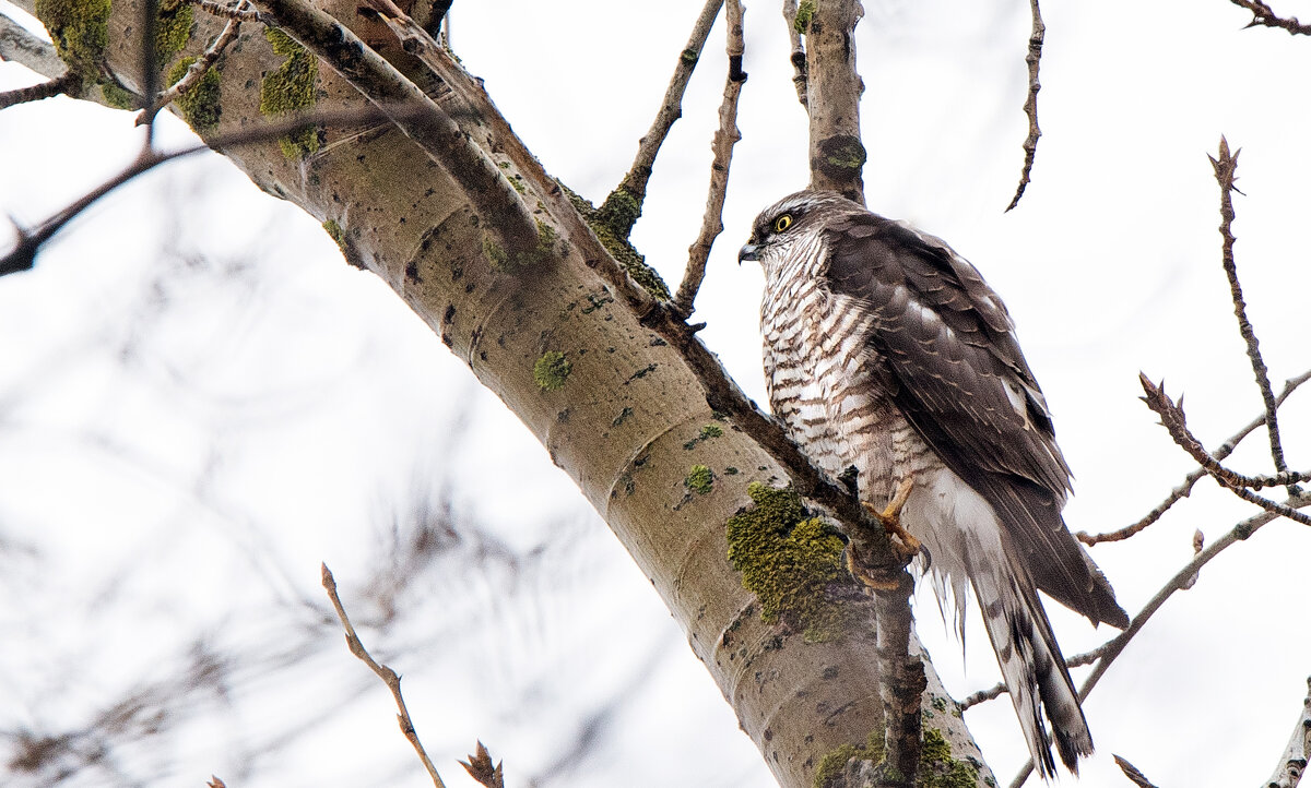 Ястреб-перепелятник. - Владимир Безбородов Ястреб-перепелятник. - Владимир Безбородов