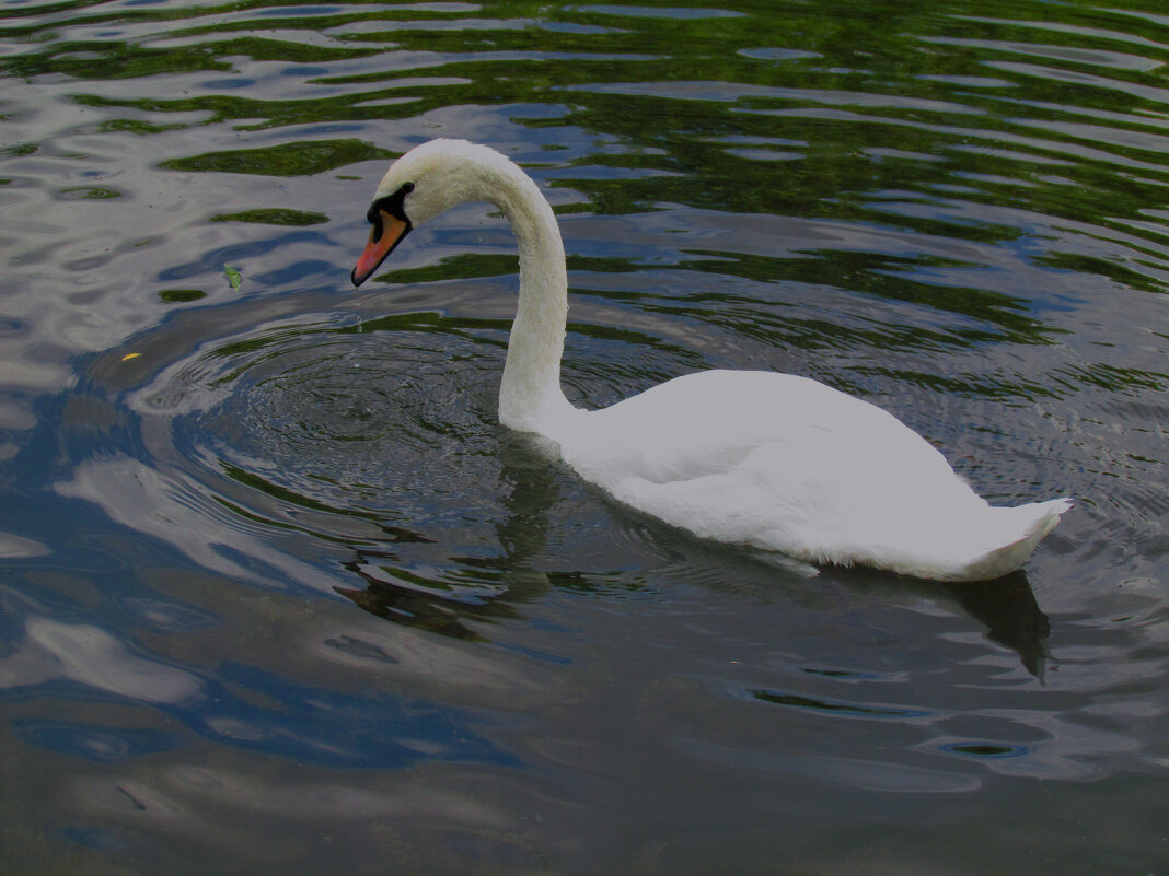 Молодняк - Валентин Семчишин Молодняк - Валентин Семчишин