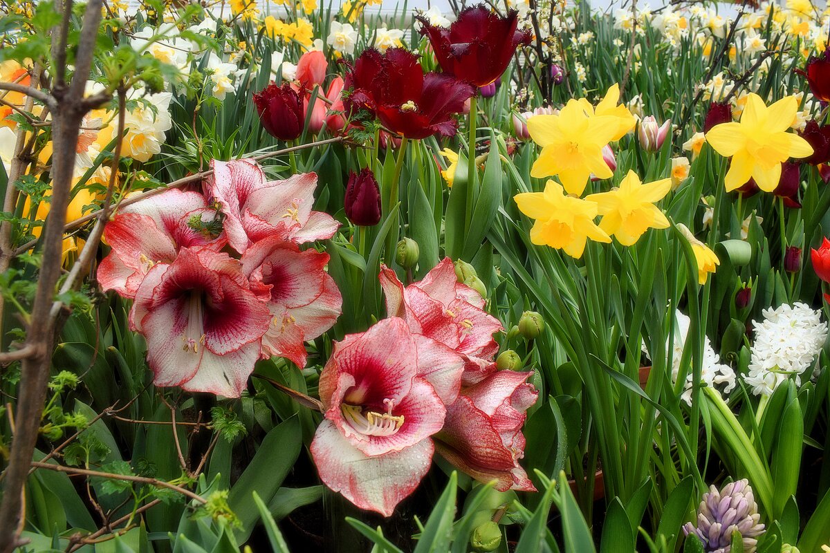 Цветочный коктейль. - Татьяна Помогалова Цветочный коктейль. - Татьяна Помогалова