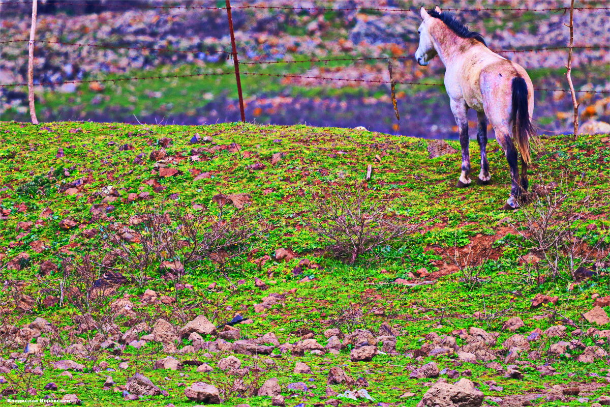 ЛАШТКИ - Владислав Воровский 