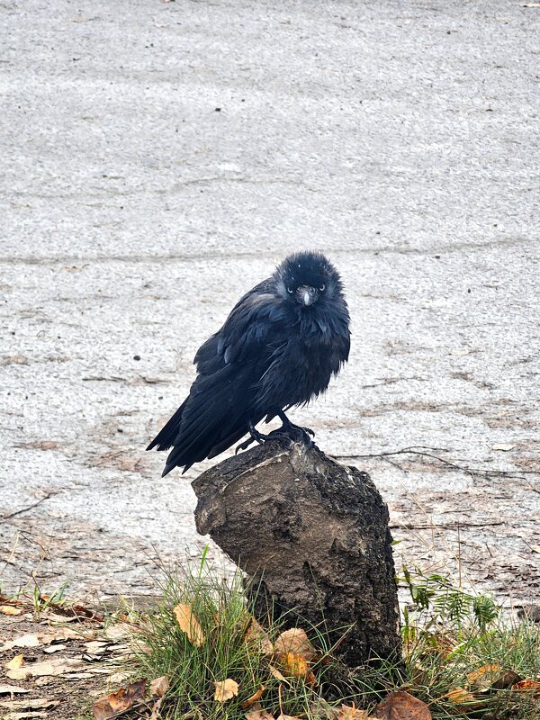 Галка - Юлия Голикова