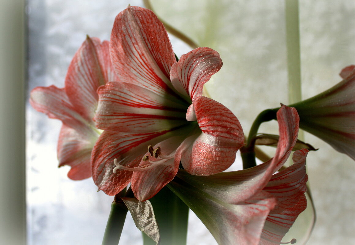 Амариллис розовый... - Нэля Лысенко Амариллис розовый... - Нэля Лысенко