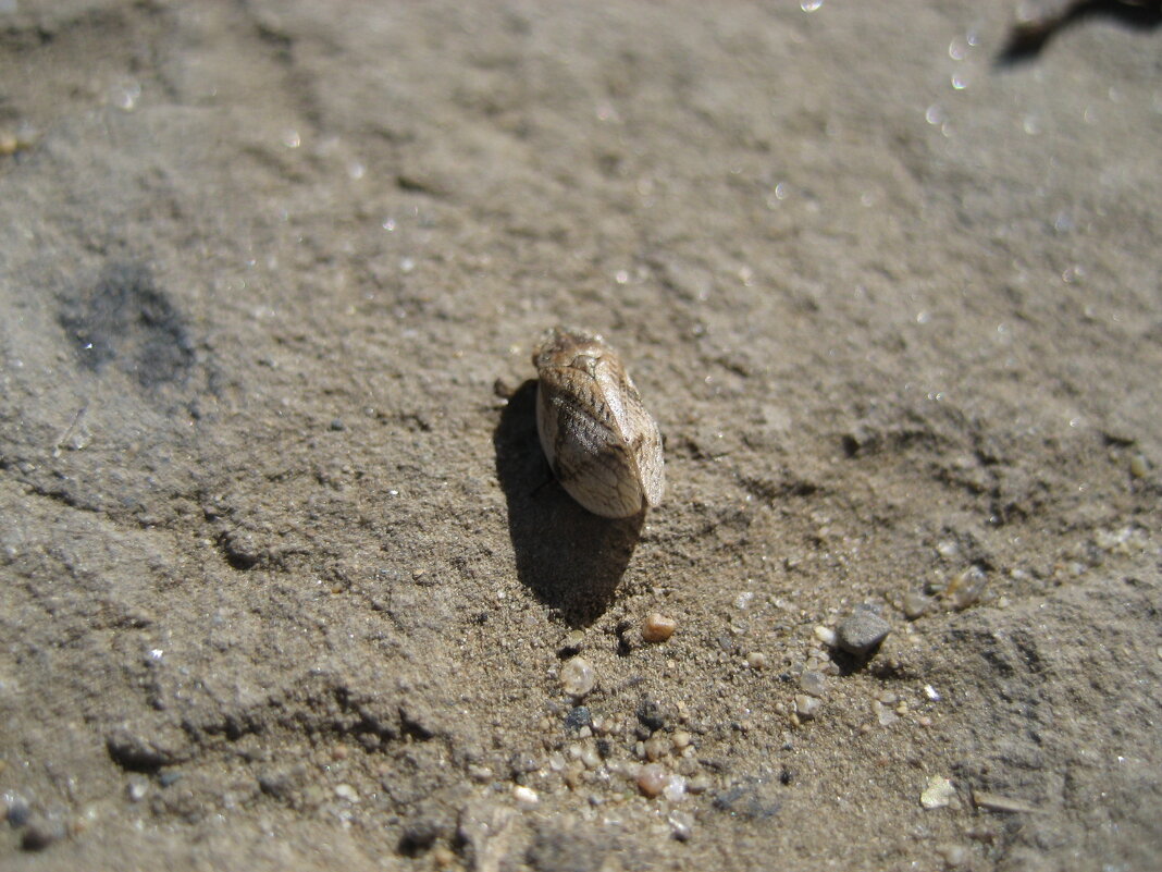 Молодая слюнявица - Anna Ivanova