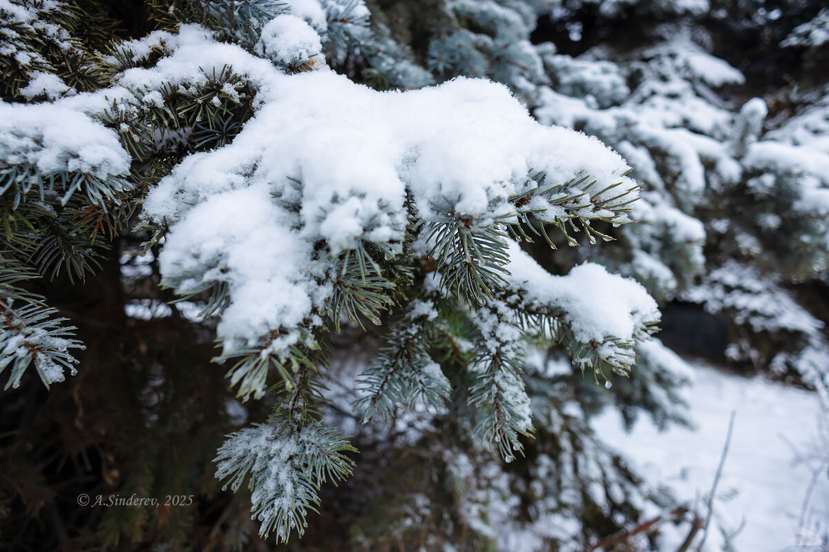 Снег на ветка ели - Александр Синдерёв