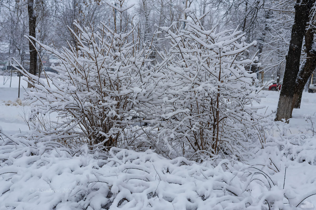 Кустарники зимой - Александр Синдерёв