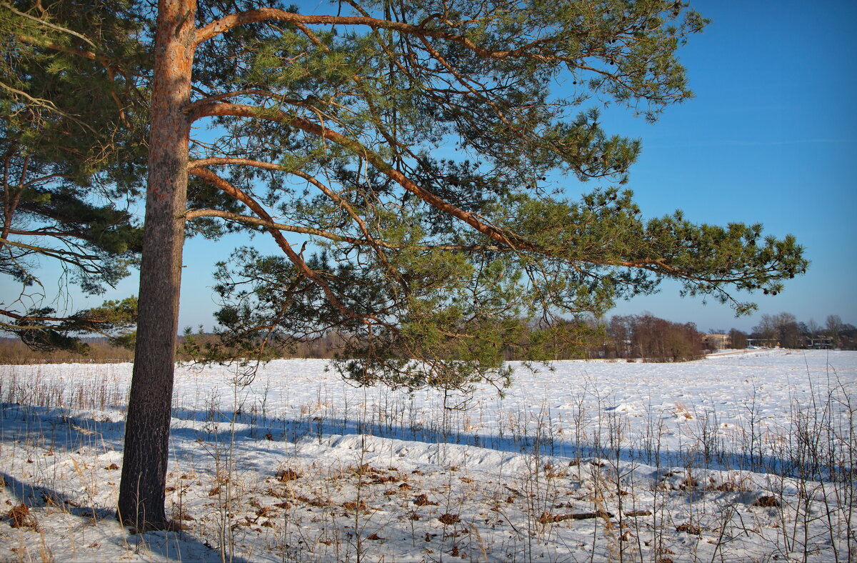На краю леса - lady v.ekaterina На краю леса - lady v.ekaterina