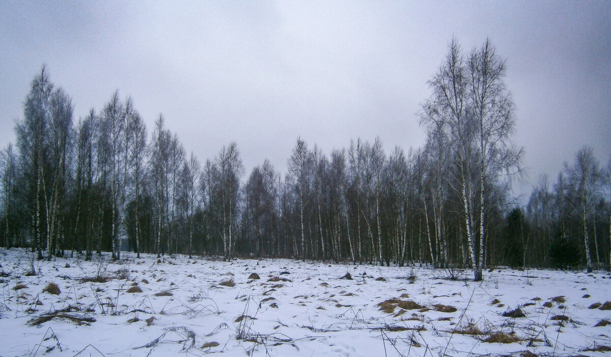 Лес - Sergei Vikulov Лес - Sergei Vikulov