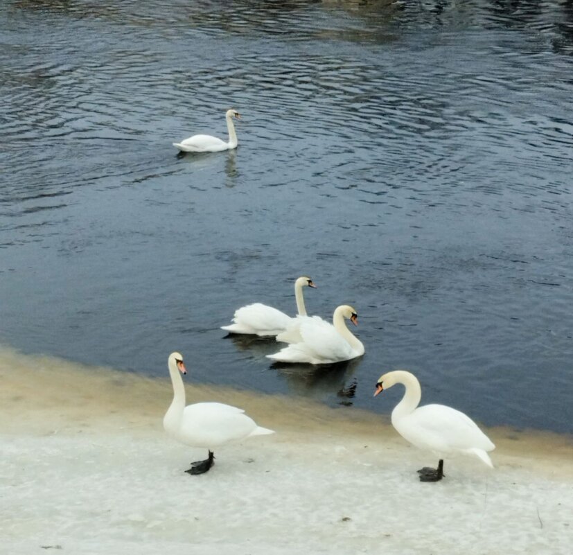 Лебединая семейка - Галина Бобкина