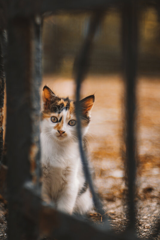 Котик. - Анатолий Щербак