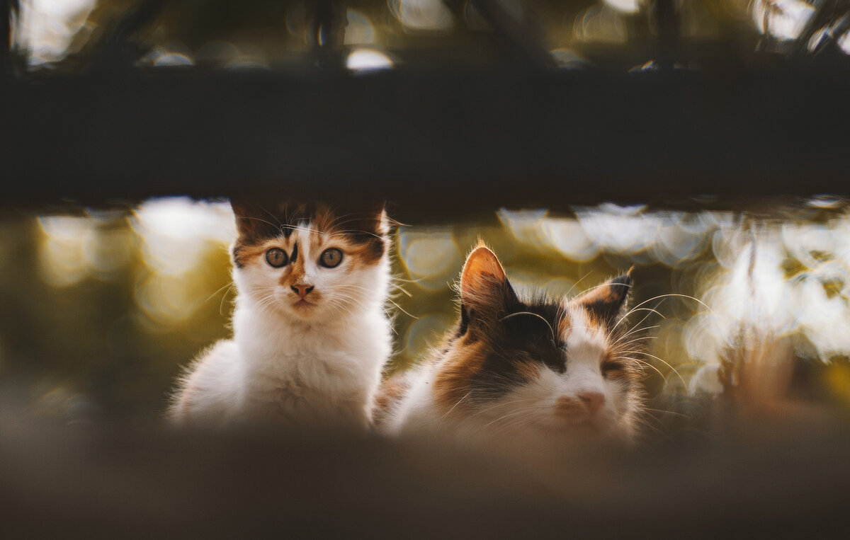 С мамой. - Анатолий Щербак