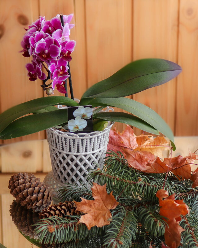 *** - Irene Irene *** - Irene Irene