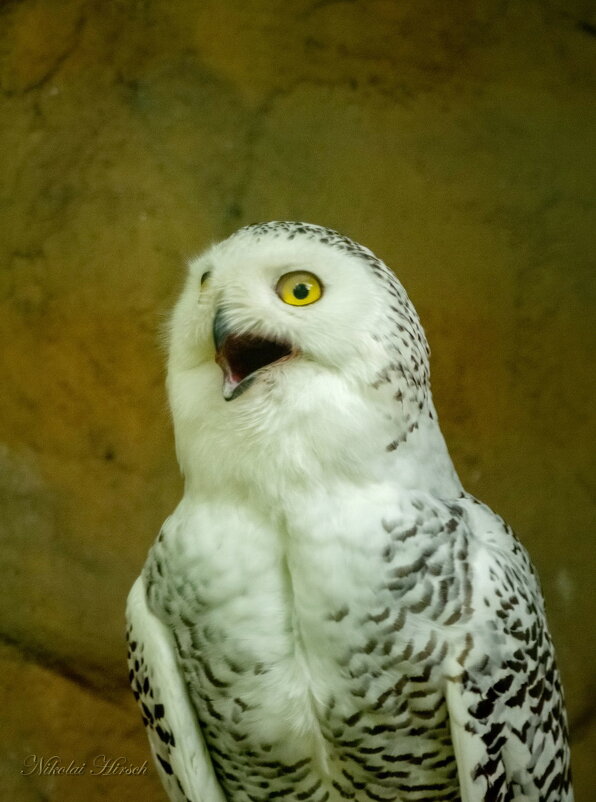 Для вас пою... - Николай Гирш Для вас пою... - Николай Гирш