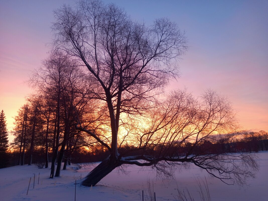 Рассвет - Сапсан 