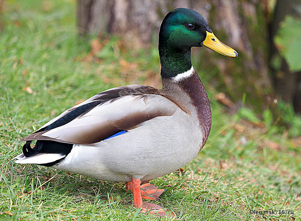 уточка - Олег Лукьянов уточка - Олег Лукьянов