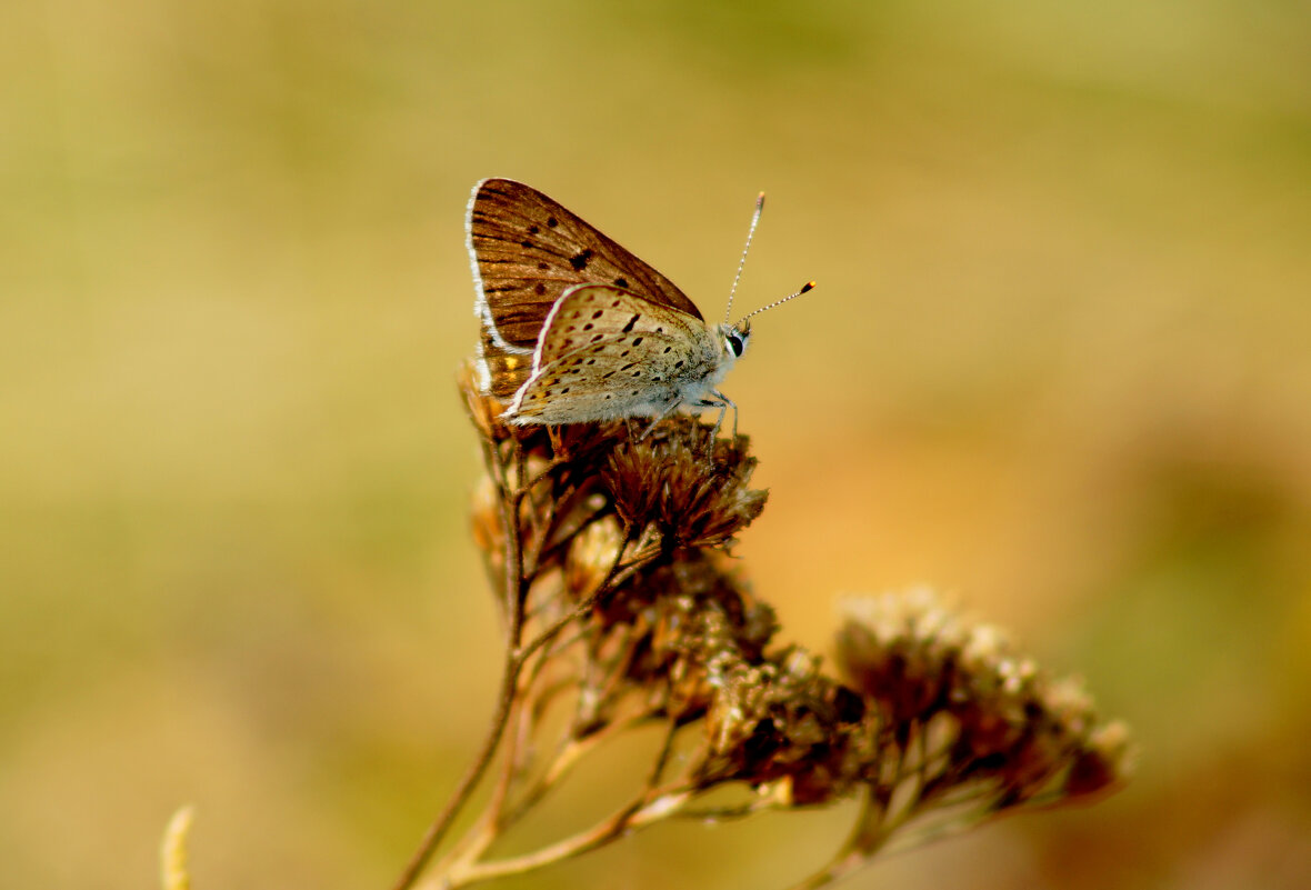 опять про бабочек 428 - Александр Прокудин опять про бабочек 428 - Александр Прокудин