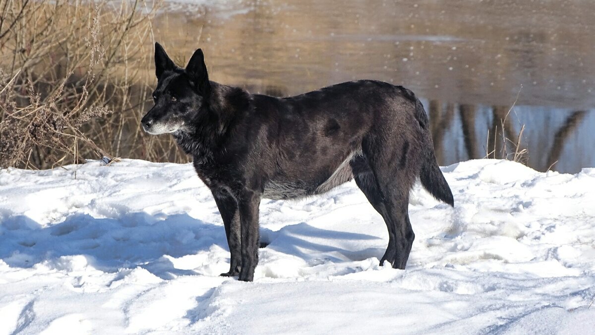 Случайная встреча с домашней собакой на берегу Днепра. - Милешкин Владимир Алексеевич Случайная встреча с домашней собакой на берегу Днепра. - Милешкин Владимир Алексеевич