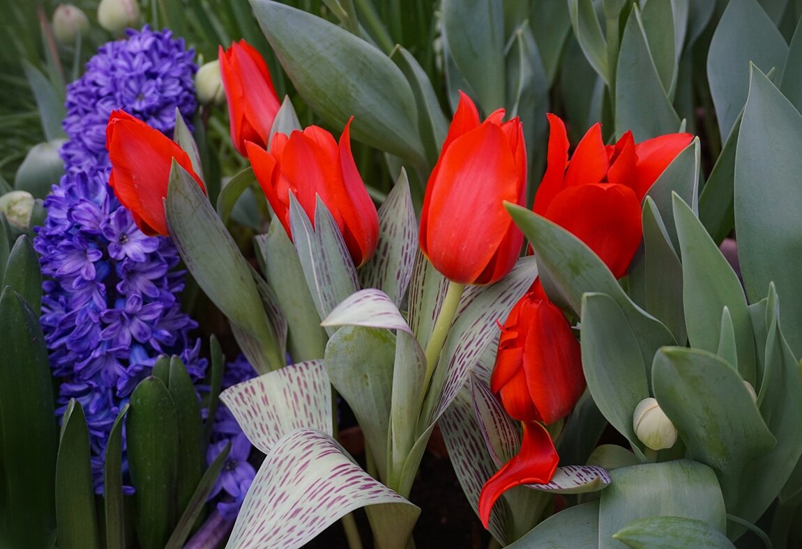 "Репетиция весны"в Аптекарском огороде - Ольга "Репетиция весны"в Аптекарском огороде - Ольга