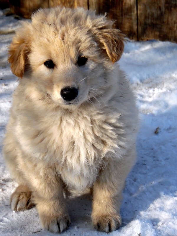 Сидел на улице щенок — не то Пушок, не то Дружок. - nadyasilyuk Вознюк Сидел на улице щенок — не то Пушок, не то Дружок. - nadyasilyuk Вознюк