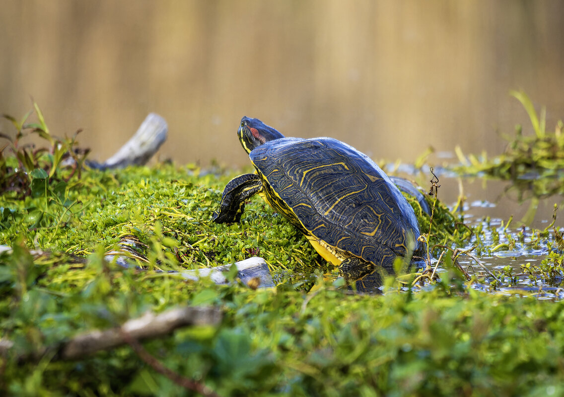 Красноухая пресноводная черепаха. - Alexander Amromin Красноухая пресноводная черепаха. - Alexander Amromin