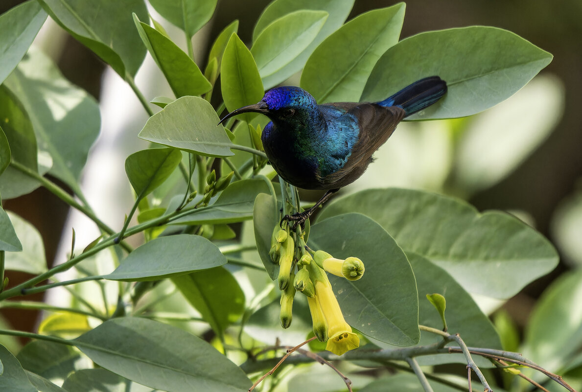 Палестинская нектарница. - Alexander Amromin