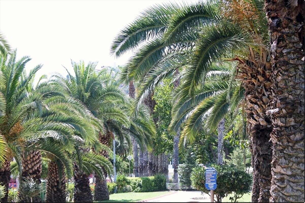 природа - марта Камушкина