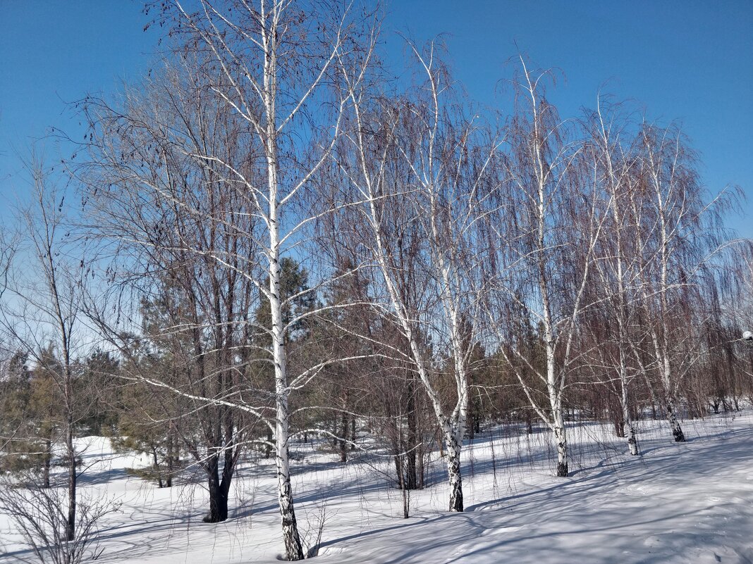 Берёзки - Андрей Хлопонин