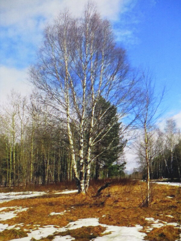 Весенняя красота - Людмила Смородинская Весенняя красота - Людмила Смородинская