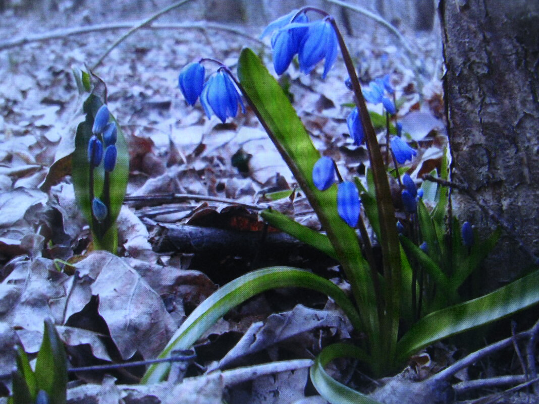 Пролеска зацветает - Людмила Смородинская Пролеска зацветает - Людмила Смородинская