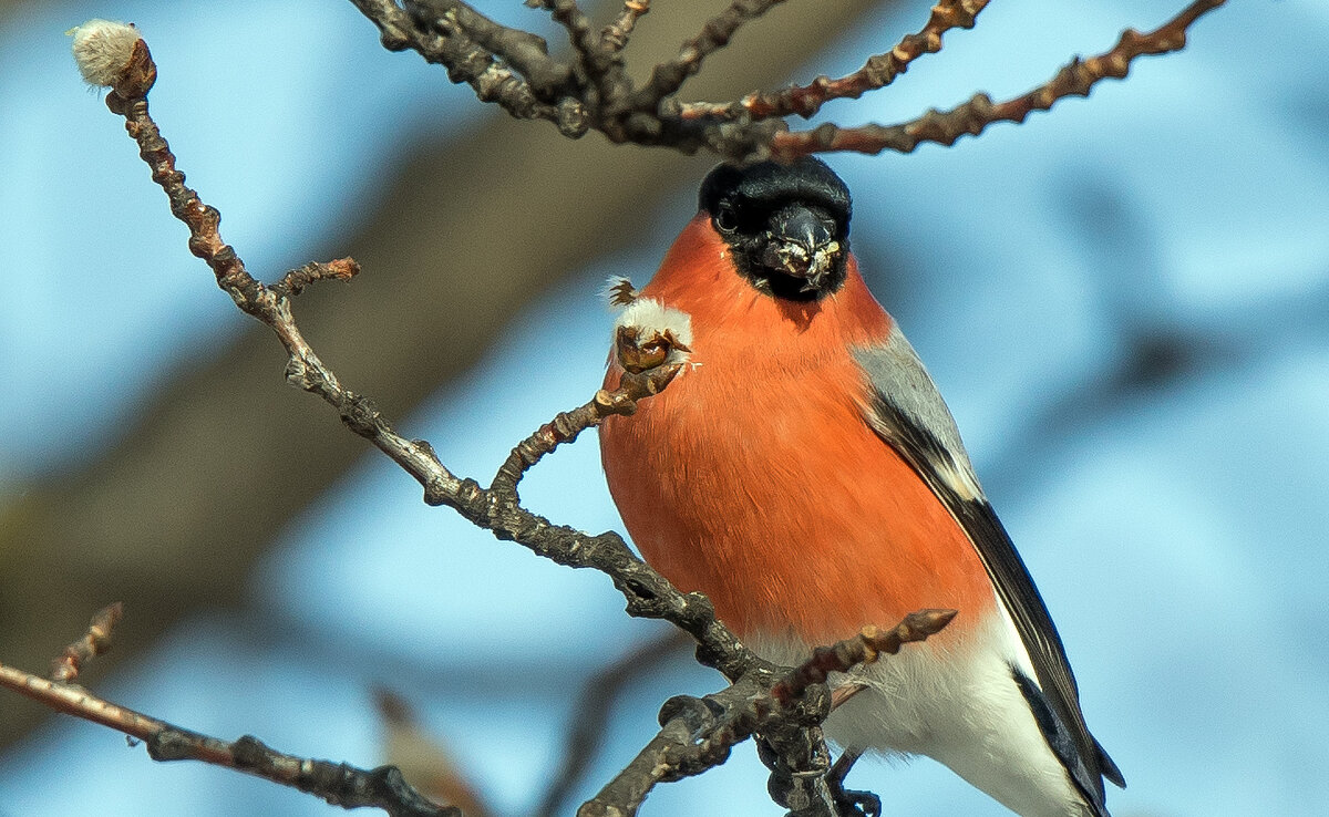 **** - Владимир Безбородов