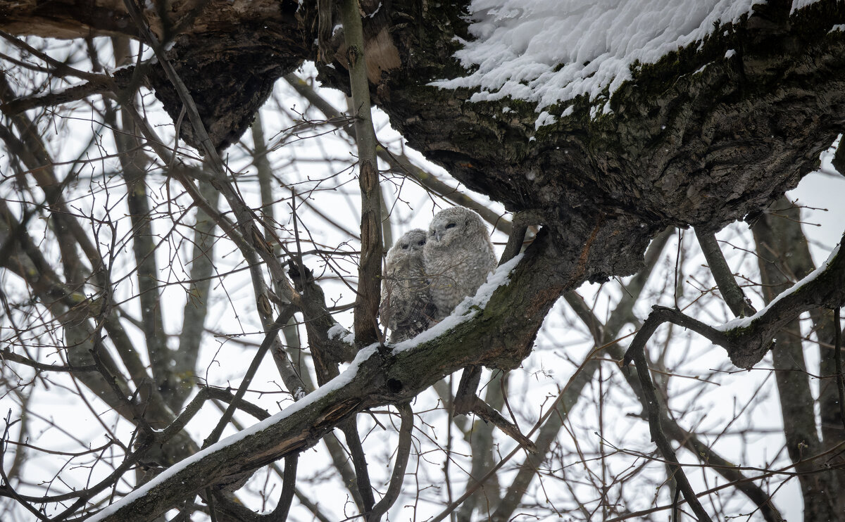 совята серой неясыти. - юрий макаров совята серой неясыти. - юрий макаров