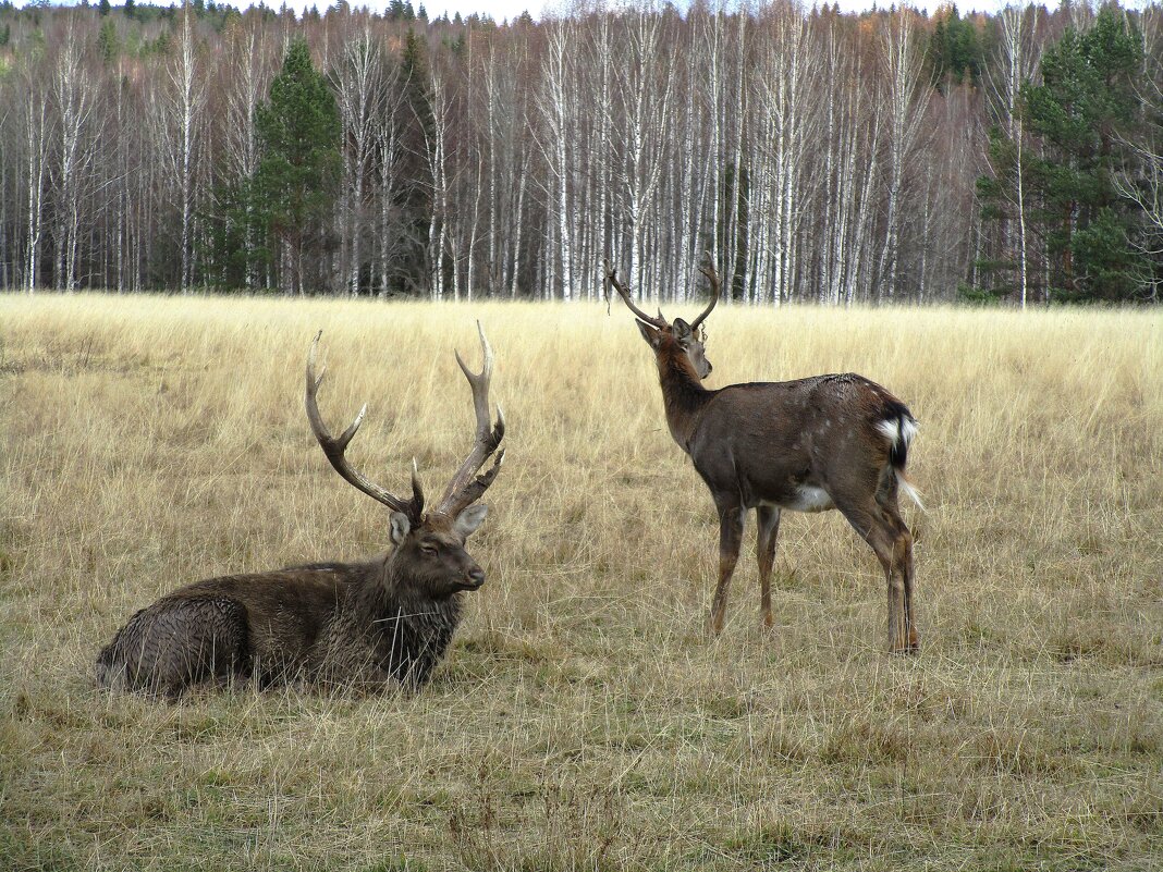 Висим - Елена Шаламова Висим - Елена Шаламова