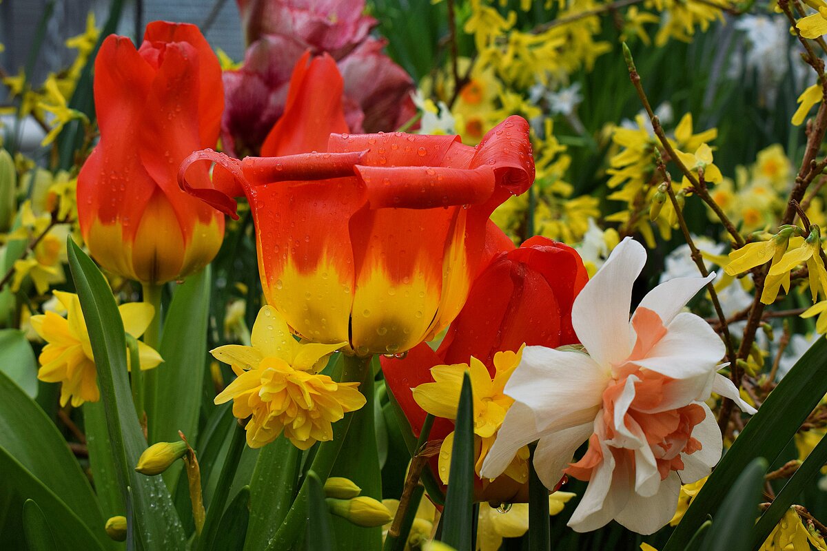 Только Дюймовочки не хватает. - Татьяна Помогалова Только Дюймовочки не хватает. - Татьяна Помогалова