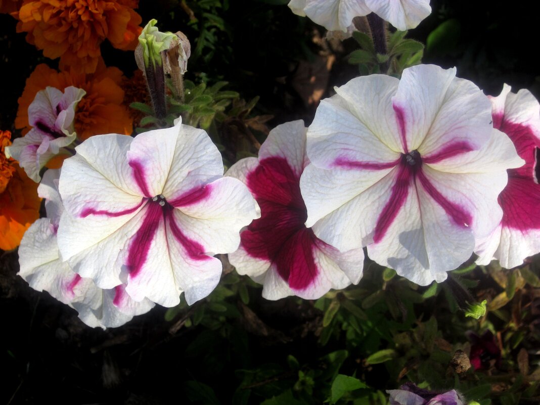 Петуньи - Елена Семигина Петуньи - Елена Семигина