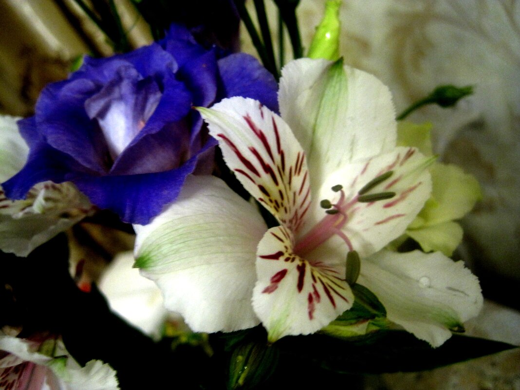 ***** - Елена Семигина ***** - Елена Семигина