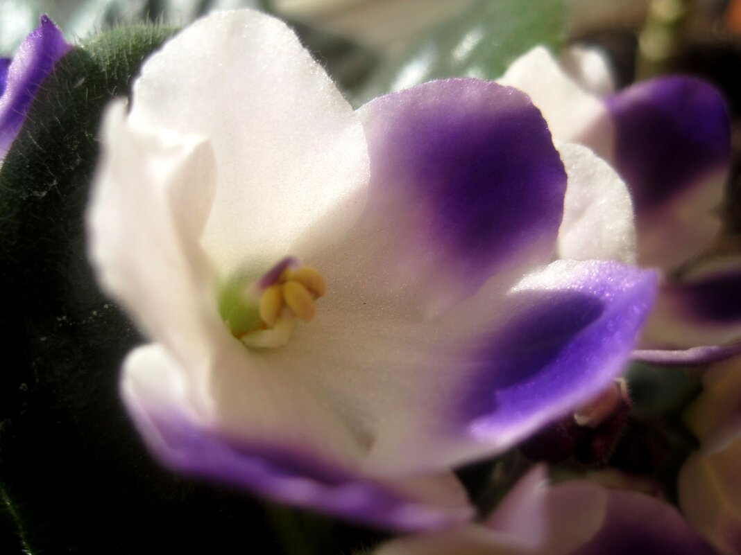 Фиалка - Елена Семигина Фиалка - Елена Семигина