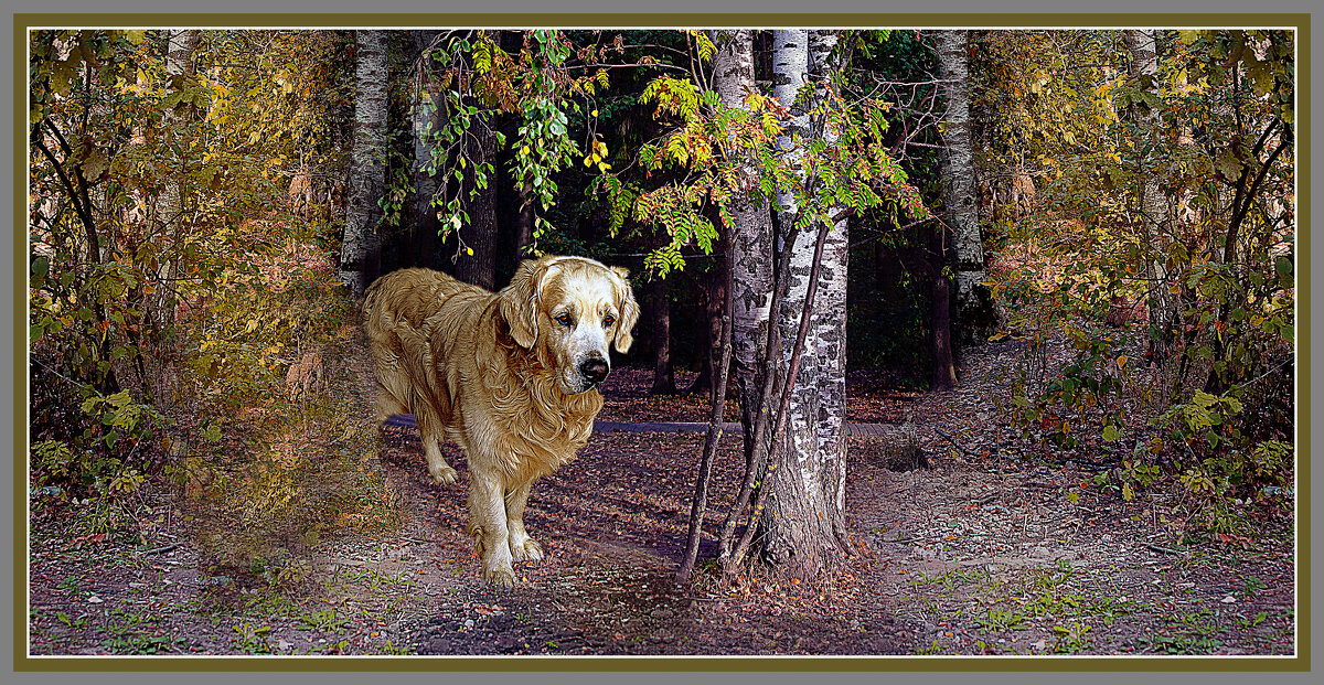 Билли в лесопарке - Владимир Кроливец Билли в лесопарке - Владимир Кроливец