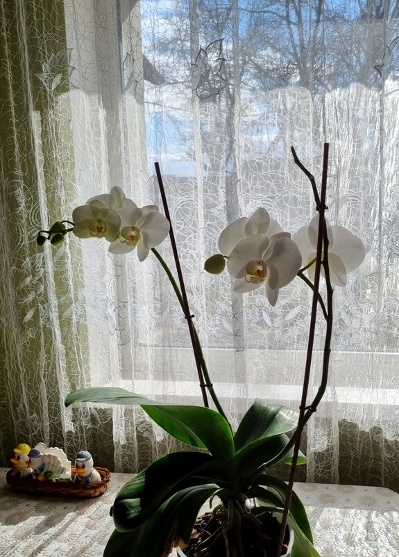 Мартовское цветение - Наталья 