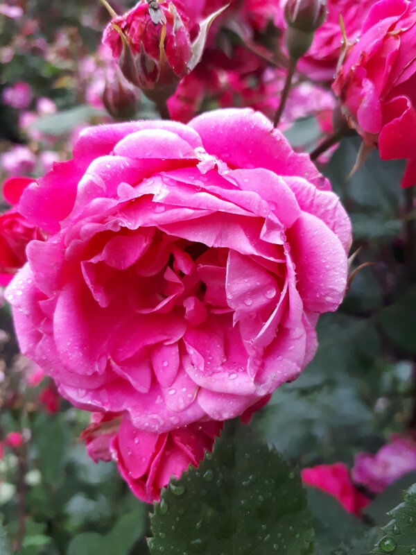 R - Андрей Л. В.