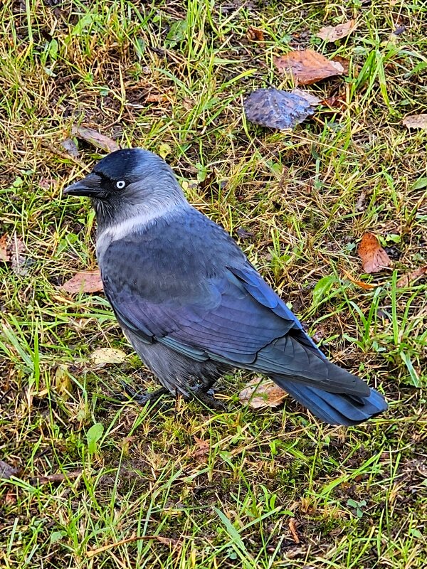 Галка - Юлия Голикова