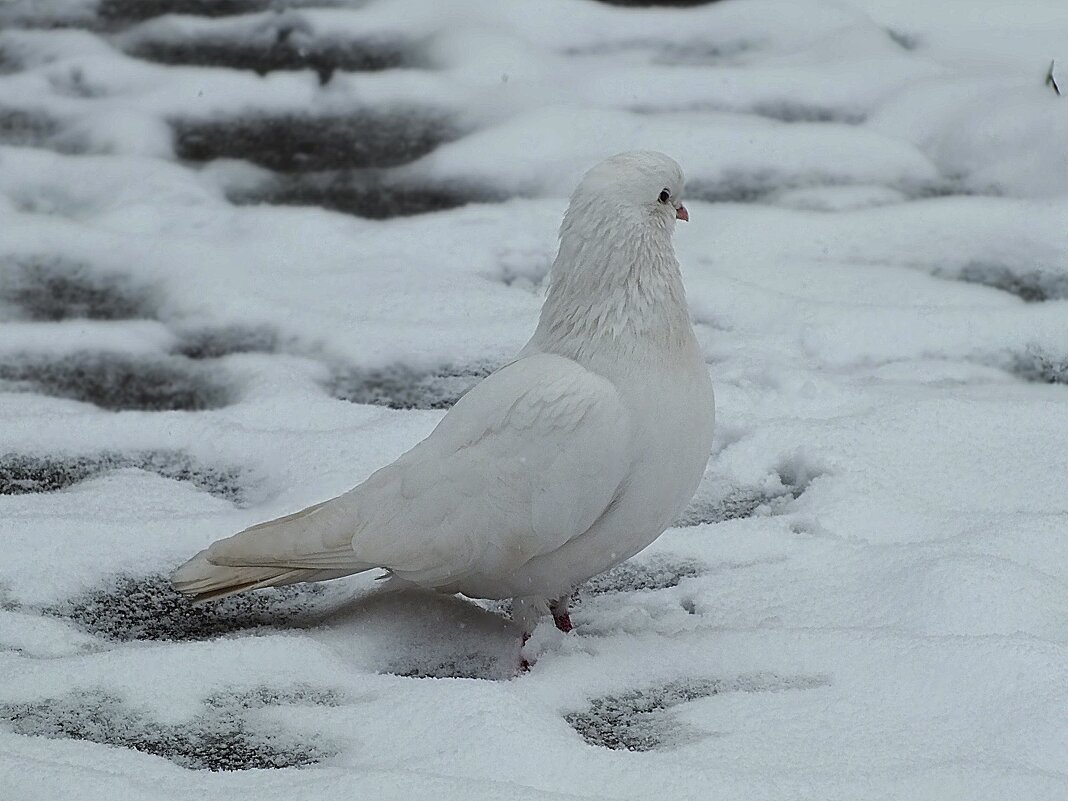 ** - Зоя Мишина