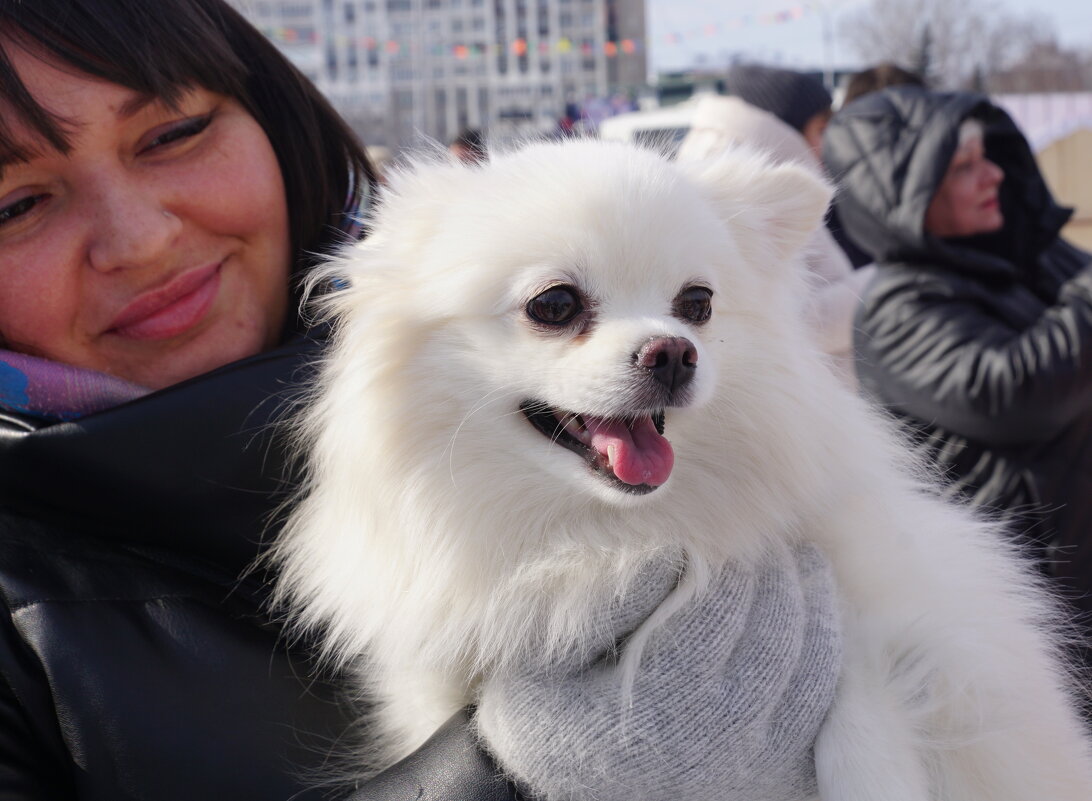 Снежный пёс - Наталия Григорьева Снежный пёс - Наталия Григорьева