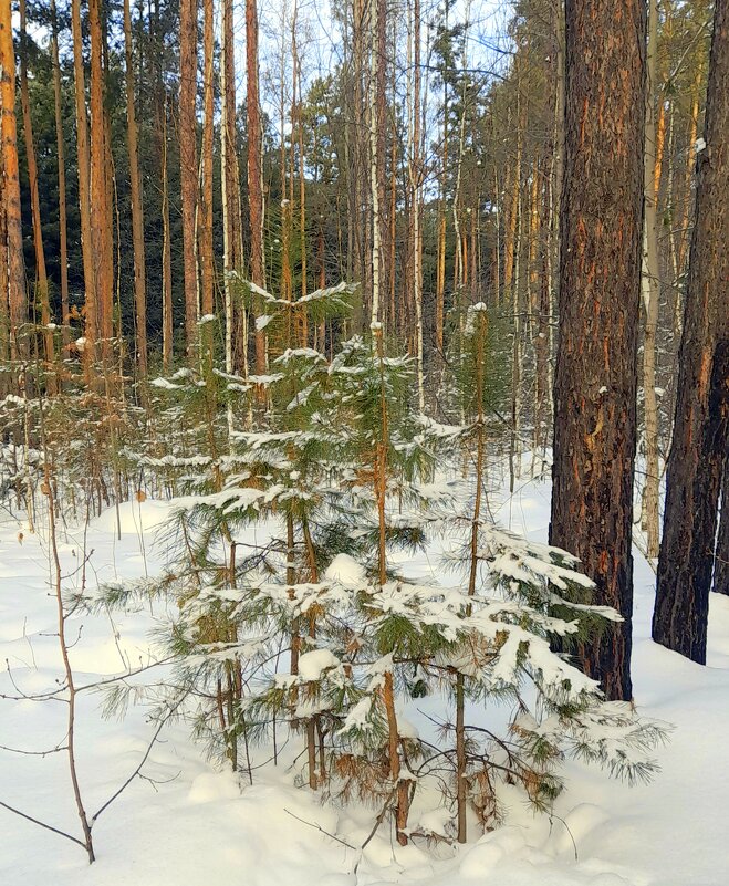 Молодые пихточки в снегу . - Мила Бовкун Молодые пихточки в снегу . - Мила Бовкун