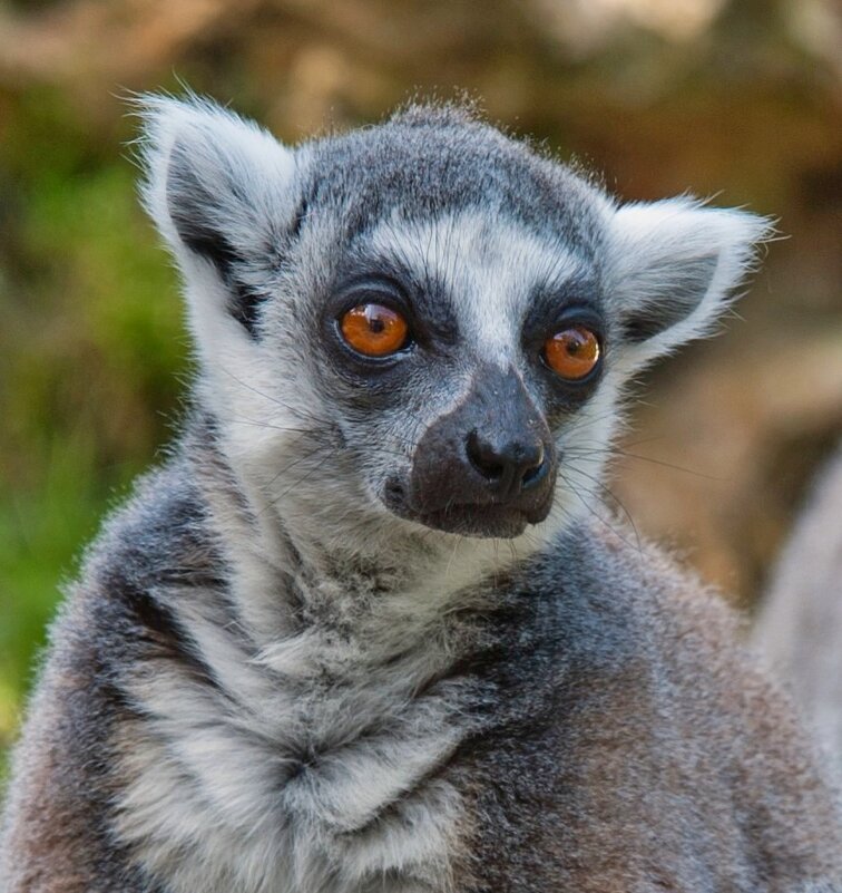 Кошачий лемур - Эмиль Кошачий лемур - Эмиль